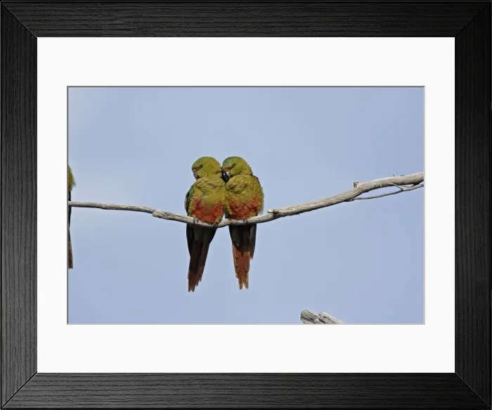 Framed Print : Austral Parakeet / Austral Conure / Emerald Parakeet - pair on branch. Magallanes Peninsula - Patagonia - Argentina Framed Print : Austral Parakeet / Austral Conure / Emerald Parakeet - pair on branch. Magallanes Peninsula - Patagonia - Argentina