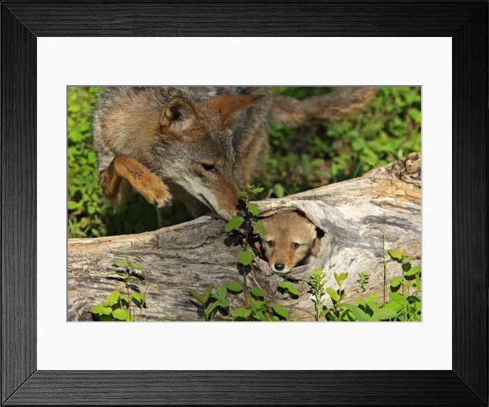 Framed Print : Coyote - Adult with 5 week old baby. Montana - USA Framed Print : Coyote - Adult with 5 week old baby. Montana - USA