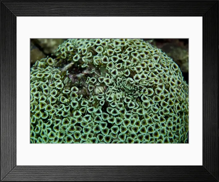 Framed Print : Flowerpot Urchin - with small Zebra Crab - Indonesia Framed Print : Flowerpot Urchin - with small Zebra Crab - Indonesia