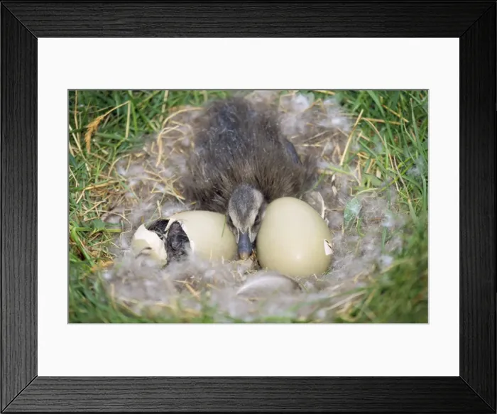 Framed Print : Eider Duck - duckling in nest with eggs Framed Print : Eider Duck - duckling in nest with eggs