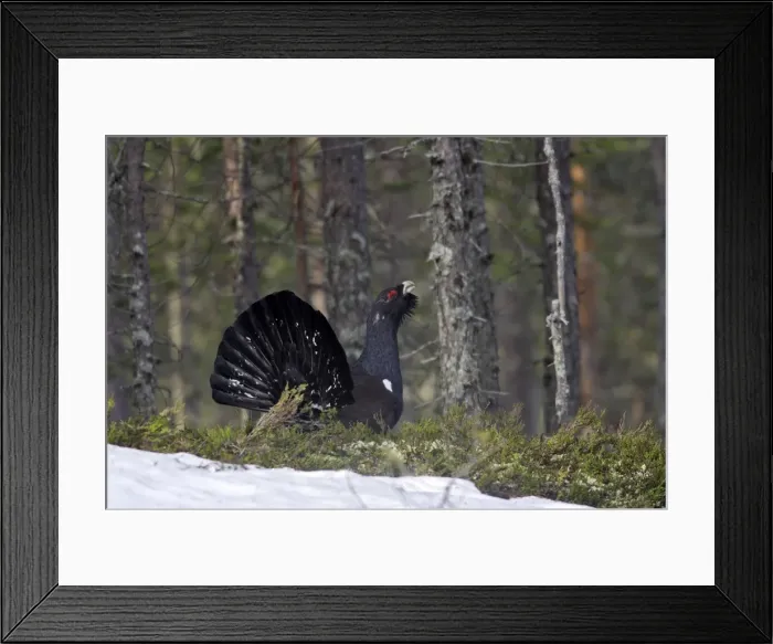 Framed Print : Capercaillie - male displaying. Kuhmo - Finland Framed Print : Capercaillie - male displaying. Kuhmo - Finland