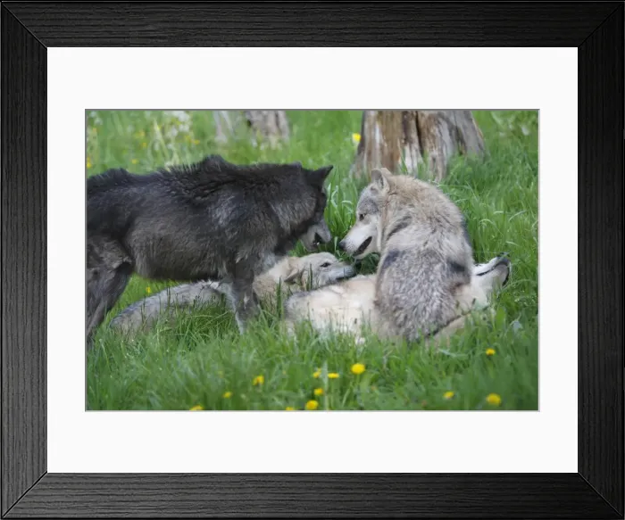 Framed Print : Grey / Timber Wolf - group. Montana - United States Framed Print : Grey / Timber Wolf - group. Montana - United States