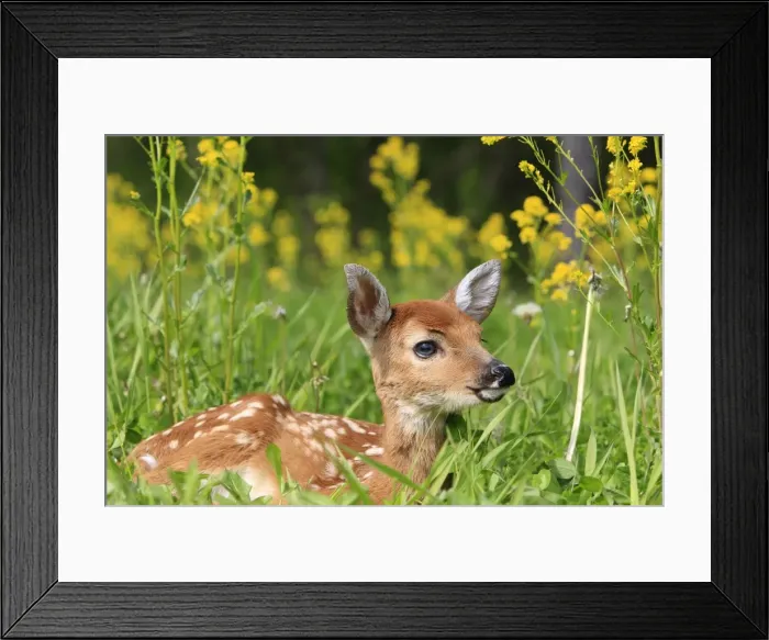 Framed Print : White-tailed Deer - fawn. Minnesota - United States Framed Print : White-tailed Deer - fawn. Minnesota - United States