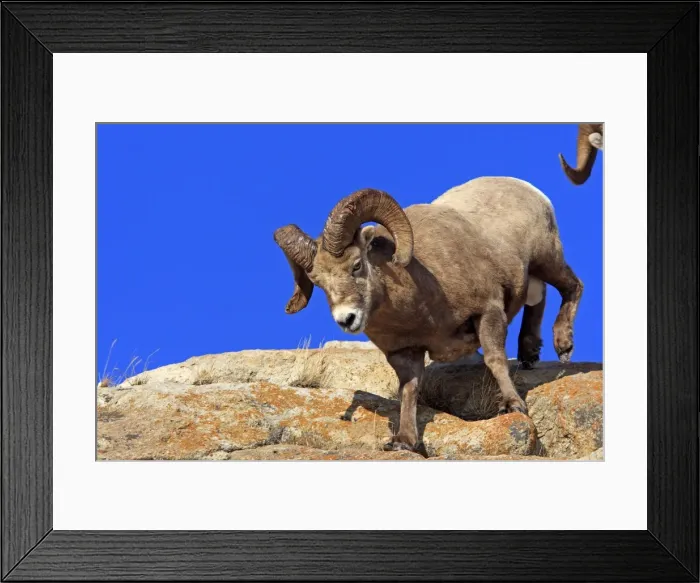 Framed Print : Rocky Mountain Bighorn Sheep. Jasper National Park - Rocky Mountains - Alberta - Canada Framed Print : Rocky Mountain Bighorn Sheep. Jasper National Park - Rocky Mountains - Alberta - Canada