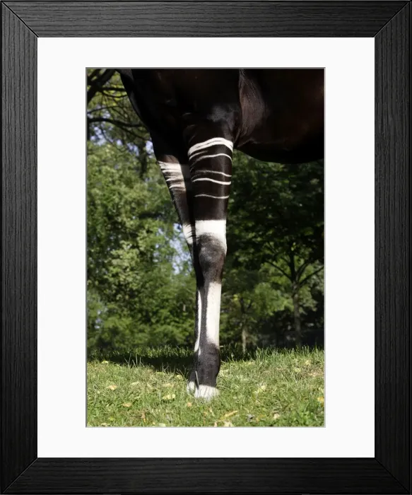 Framed Print : Okapi - male. In captivity Framed Print : Okapi - male. In captivity