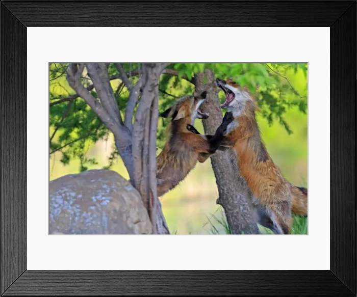 Framed Print : Red Fox - two adults fighting. Minnesota - USA Framed Print : Red Fox - two adults fighting. Minnesota - USA