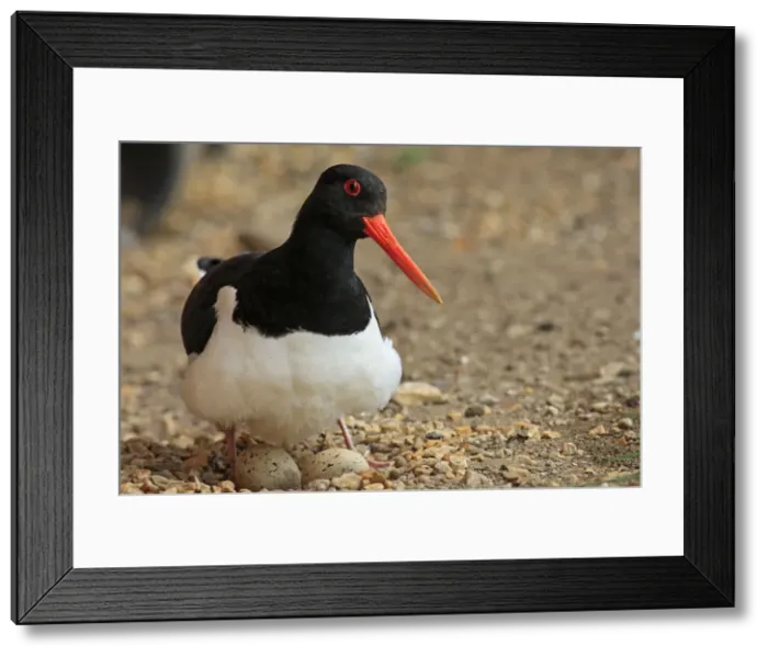 Framed Print : Eurasian Oystercatcher - with eggs. Pensthorpe - Norfolk - UK Framed Print : Eurasian Oystercatcher - with eggs. Pensthorpe - Norfolk - UK