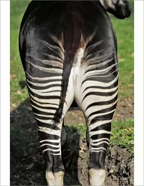 Okapi - female. In captivity