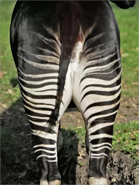 Okapi - female. In captivity