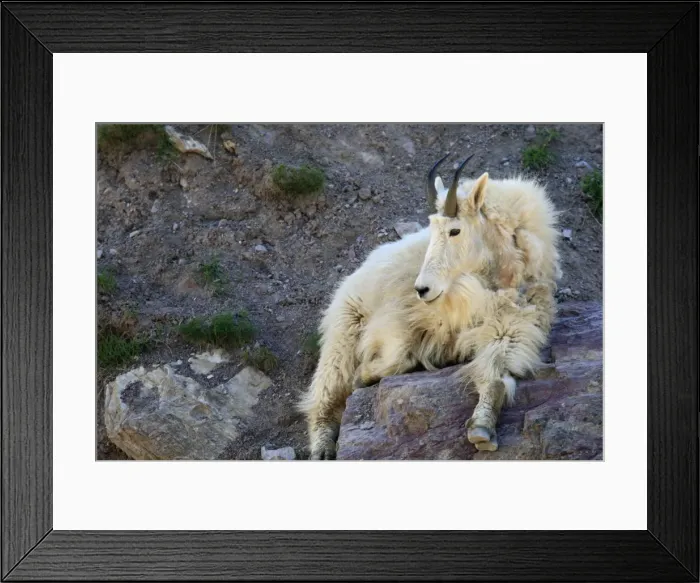 Framed Print : Mountain Goat. Montana - USA Framed Print : Mountain Goat. Montana - USA