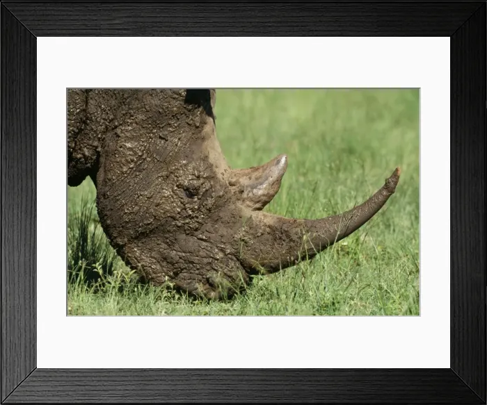 Framed Print : White Rhinocerus - grazing after wallowing. Kwazulu-Natal Midlands, South Africa
