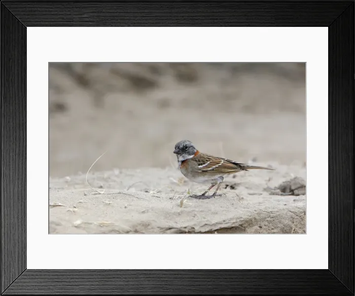 Framed Print : Rufous-collared Sparrow. Valdes peninsula - Argentina Framed Print : Rufous-collared Sparrow. Valdes peninsula - Argentina