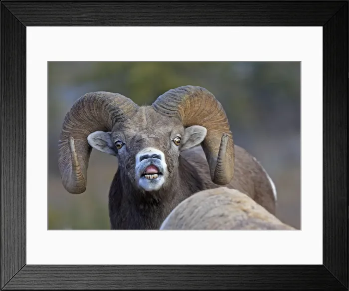 Framed Print : Rocky Mountain Bighorn Sheep - male smelling / scenting female. Jasper National Park - Rocky Mountains - Alberta - Canada Framed Print : Rocky Mountain Bighorn Sheep - male smelling / scenting female. Jasper National Park - Rocky Mountains - Alberta - Canada