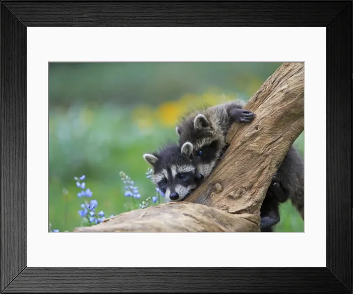Framed Print : Raccoon - babies. Montana - United States