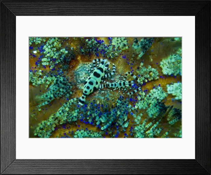 Framed Print : Sea Urchin Shrimp - these shrimp spend their lives sheltered by the stinging spines of their sea urchin host (Asthenosoma varium) - Komodo Indonesia Framed Print : Sea Urchin Shrimp - these shrimp spend their lives sheltered by the stinging spines of their sea urchin host (Asthenosoma varium) - Komodo Indonesia