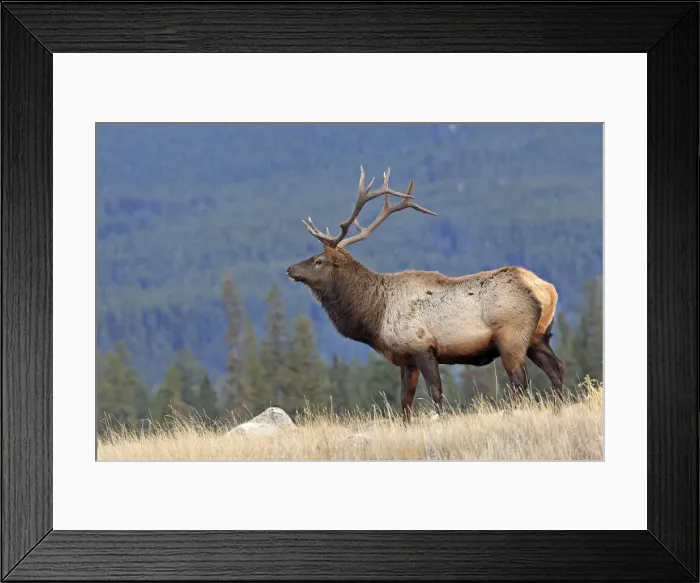 Framed Print : Elk / Wapiti. Rocky mountains - Jasper national park - Alberta - Canada Framed Print : Elk / Wapiti. Rocky mountains - Jasper national park - Alberta - Canada