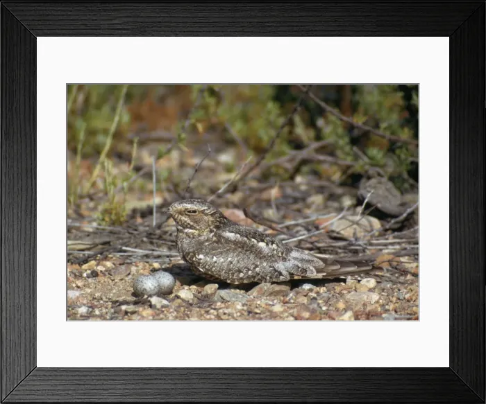 Framed Print : Lesser Nighthawk - and eggs Framed Print : Lesser Nighthawk - and eggs