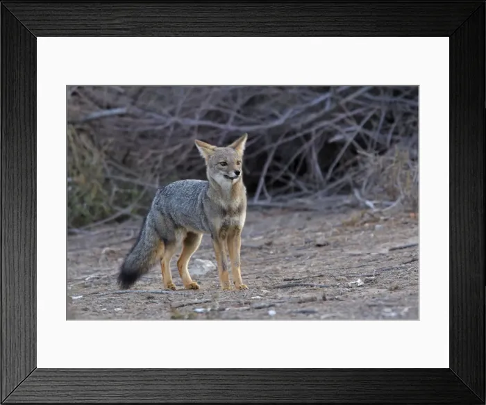 Framed Print : Argentine grey fox. Punta Norte - Valdes peninsula - Argentina Framed Print : Argentine grey fox. Punta Norte - Valdes peninsula - Argentina