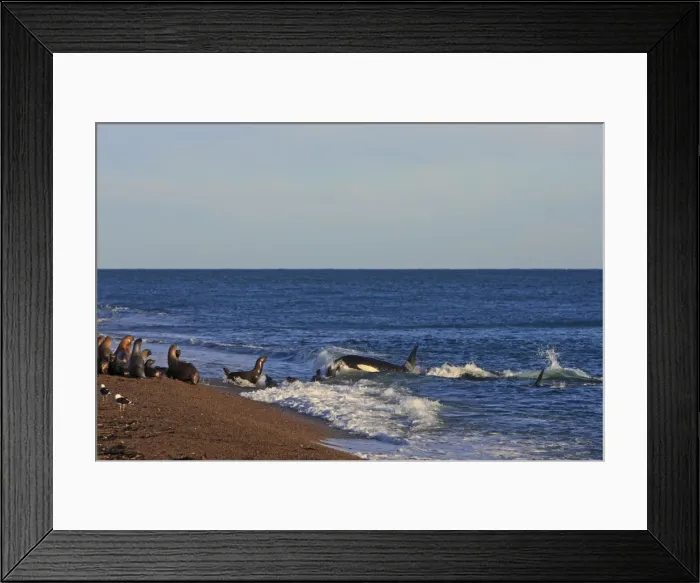Framed Print : Killer Whale - attacking sealion on beach. Valdes peninsula - Argentina Framed Print : Killer Whale - attacking sealion on beach. Valdes peninsula - Argentina