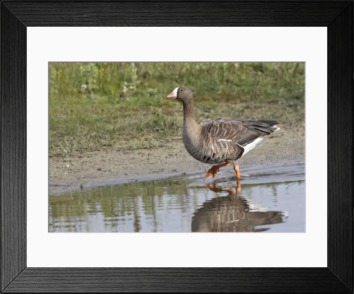 Framed Print : Greater White-fronted Goose - in water. Marquentaire - Bay of Somme - France Framed Print : Greater White-fronted Goose - in water. Marquentaire - Bay of Somme - France