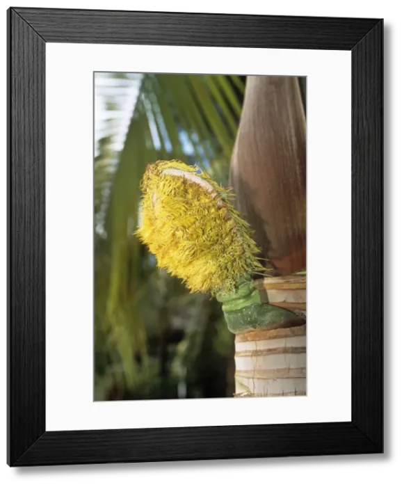 Framed Print : Millionaire's Salad Also known as: chou palmiste, palmiste, millionaires salad and cabbage palm Seychelles Framed Print : Millionaire's Salad Also known as: chou palmiste, palmiste, millionaires salad and cabbage palm Seychelles