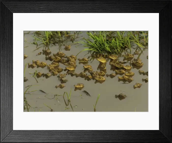 Framed Print : Spectacled Caiman Framed Print : Spectacled Caiman