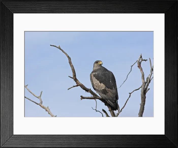 Framed Print : Black-chested Buzzard-Eagle. Magallanes Peninsula - Patagonia - Argentina Framed Print : Black-chested Buzzard-Eagle. Magallanes Peninsula - Patagonia - Argentina