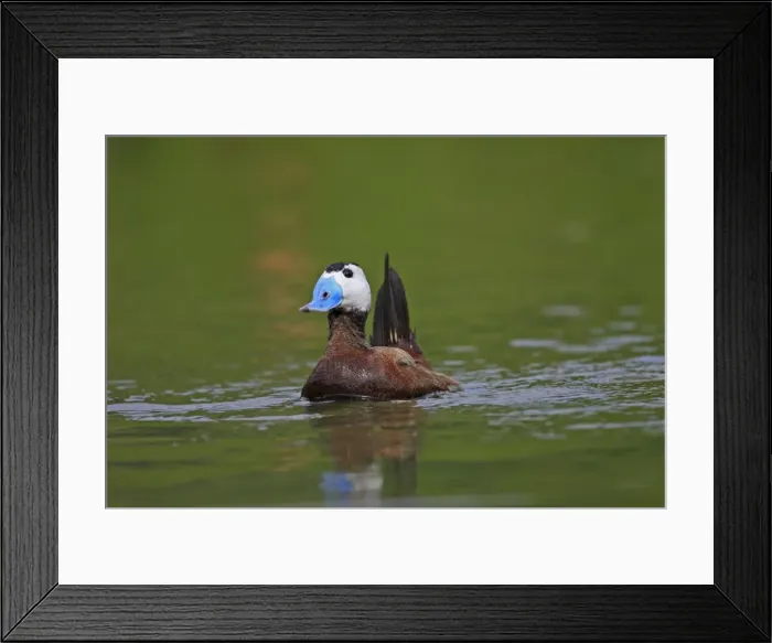 Framed Print : Ruddy Duck. Pensthorpe - Norfolk - UK Framed Print : Ruddy Duck. Pensthorpe - Norfolk - UK