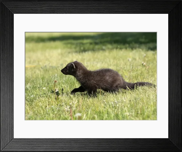 Framed Print : Fisher. Minnesota - United States Framed Print : Fisher. Minnesota - United States