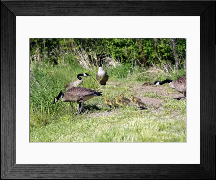 Framed Print : Canada Goose - with goslings. Montana - United States Framed Print : Canada Goose - with goslings. Montana - United States