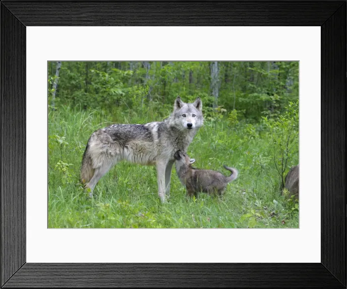 Framed Print : Grey / Timber Wolf - with pups. Minnesota - United States Framed Print : Grey / Timber Wolf - with pups. Minnesota - United States