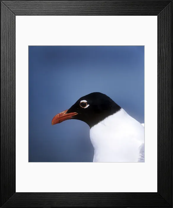 Framed Print : Mediterranean Gull Framed Print : Mediterranean Gull