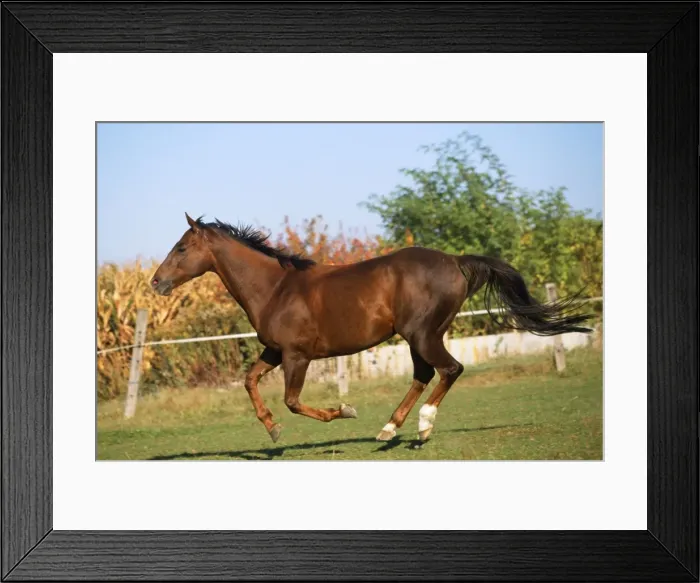 Framed Print : Thoroughbred Horse - pure blood Framed Print : Thoroughbred Horse - pure blood