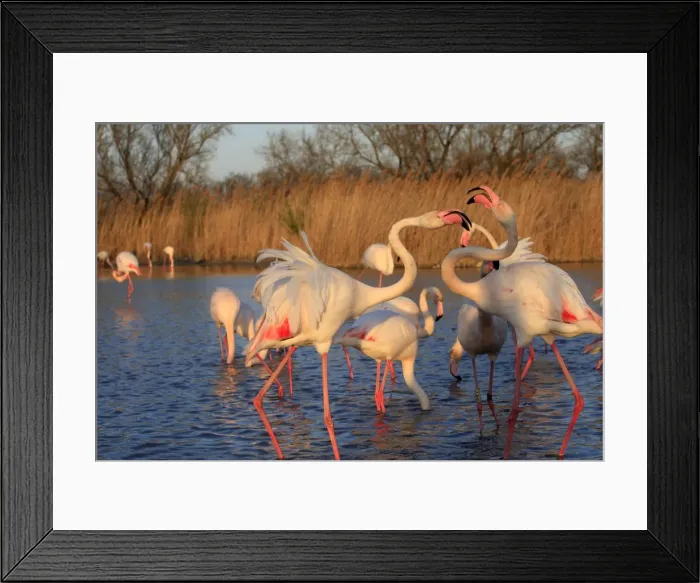 Framed Print : Greater Flamingo - two. Pont-de-Gau ornithological park - Saintes Maries de la Mer - Camargue - Bouches du Rhone - France Framed Print : Greater Flamingo - two. Pont-de-Gau ornithological park - Saintes Maries de la Mer - Camargue - Bouches du Rhone - France