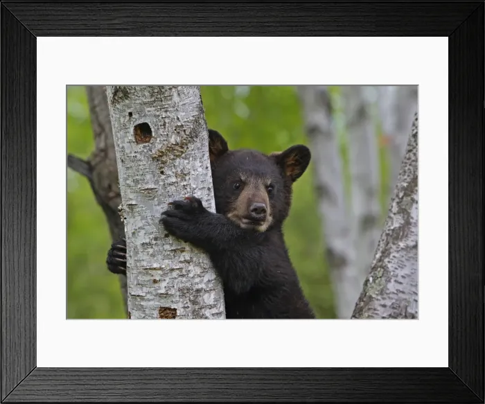 Framed Print : North American Black Bear - Spring cub 4 months climbing tree for security. Minnesota - United States Framed Print : North American Black Bear - Spring cub 4 months climbing tree for security. Minnesota - United States