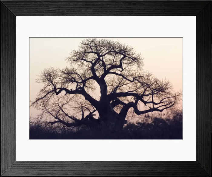 Framed Print : Baobab Sunset South Africa, Kruger NP, region Pafuri Framed Print : Baobab Sunset South Africa, Kruger NP, region Pafuri