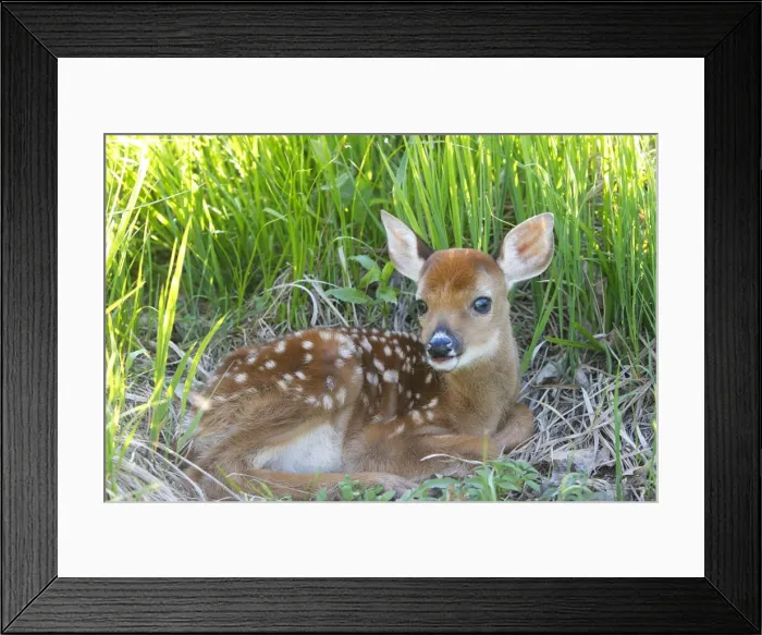 Framed Print : White-tailed Deer - fawn. Minnesota - USA Framed Print : White-tailed Deer - fawn. Minnesota - USA
