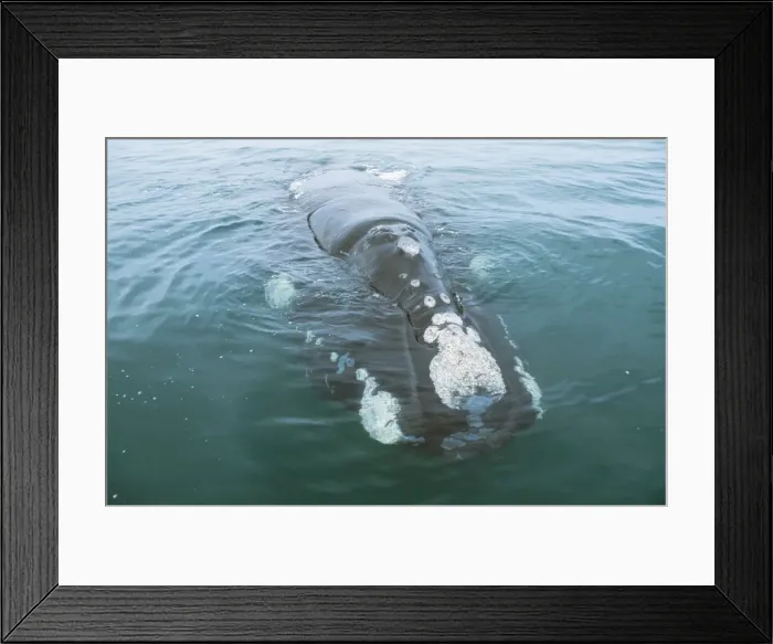 Framed Print : Southern Right Whale WAT 6758 Eubalaena australis © M. Watson / ARDEA LONDON Framed Print : Southern Right Whale WAT 6758 Eubalaena australis © M. Watson / ARDEA LONDON