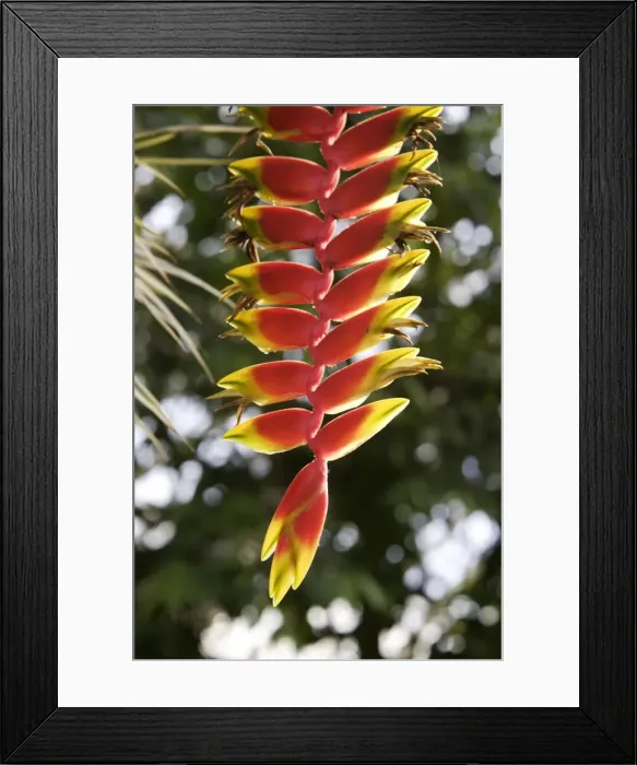 Framed Print : Hanging Lobster Claw - in park - Nice - France Framed Print : Hanging Lobster Claw - in park - Nice - France