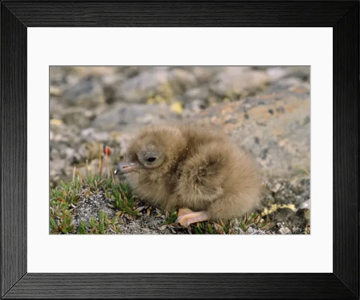 Framed Print : Long-tailed Skua - chick Framed Print : Long-tailed Skua - chick