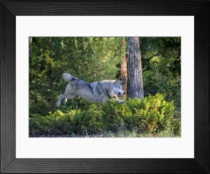 Framed Print : Grey / Timber Wolf - jumping. Montana - United States Framed Print : Grey / Timber Wolf - jumping. Montana - United States
