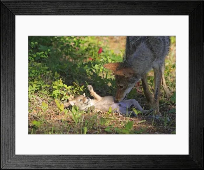 Framed Print : Coyote - Adult with 5 week old baby. Montana - USA