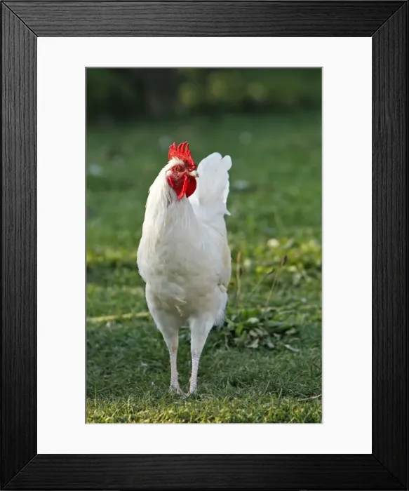 Framed Print : Chicken - rooster Framed Print : Chicken - rooster