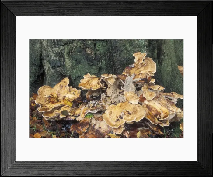 Framed Print : Fungi at foot of tree - Meripilus giganteus - The Netherlands, Gelderland, Veluwe