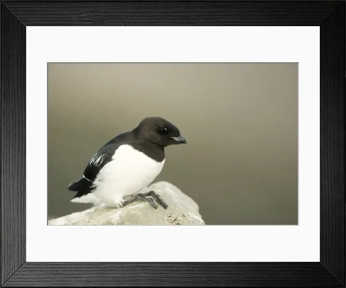 Framed Print : Little Auk - on rock Framed Print : Little Auk - on rock