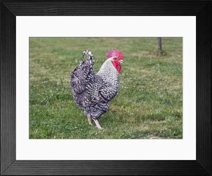 Framed Print : Chicken - Grey Cuckoo Marans Framed Print : Chicken - Grey Cuckoo Marans