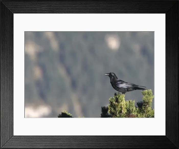 Framed Print : Carrion Crow - perched on a pine tree. Pyrenees - France / Spain Framed Print : Carrion Crow - perched on a pine tree. Pyrenees - France / Spain