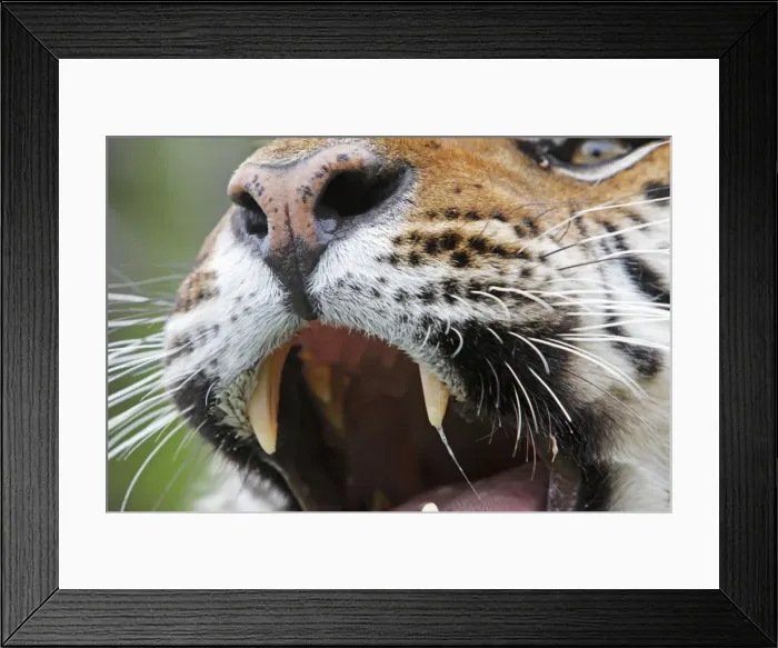 Framed Print : Siberian Tiger - close up with Jacobson's organ which is an auxiliary olfactory sense organ to detect female in heat Framed Print : Siberian Tiger - close up with Jacobson's organ which is an auxiliary olfactory sense organ to detect female in heat