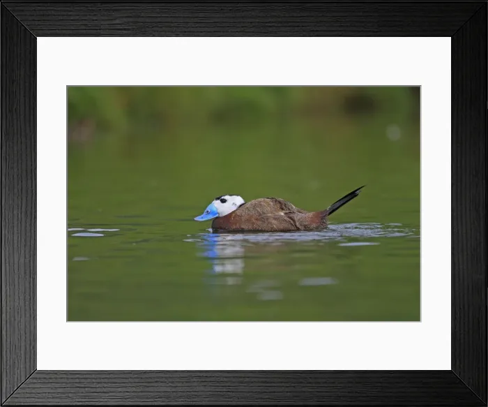 Framed Print : Ruddy Duck. Pensthorpe - Norfolk - UK Framed Print : Ruddy Duck. Pensthorpe - Norfolk - UK