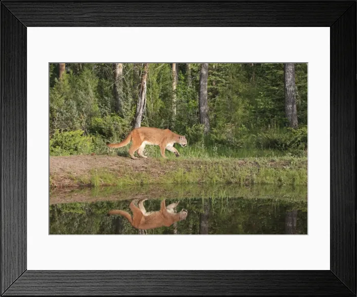 Framed Print : Cougar / Mountain Lion / Puma. Montana - United States Framed Print : Cougar / Mountain Lion / Puma. Montana - United States